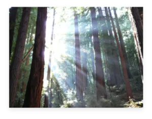 Trees with sun streaming through