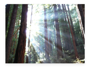 Light shining through sequoia trees